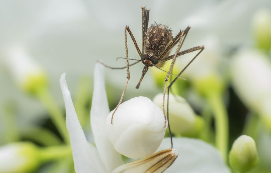 只有母蚊才吸血嗎?那公蚊平常都吃什麼呢?  WINWIN打包勝利官方網站